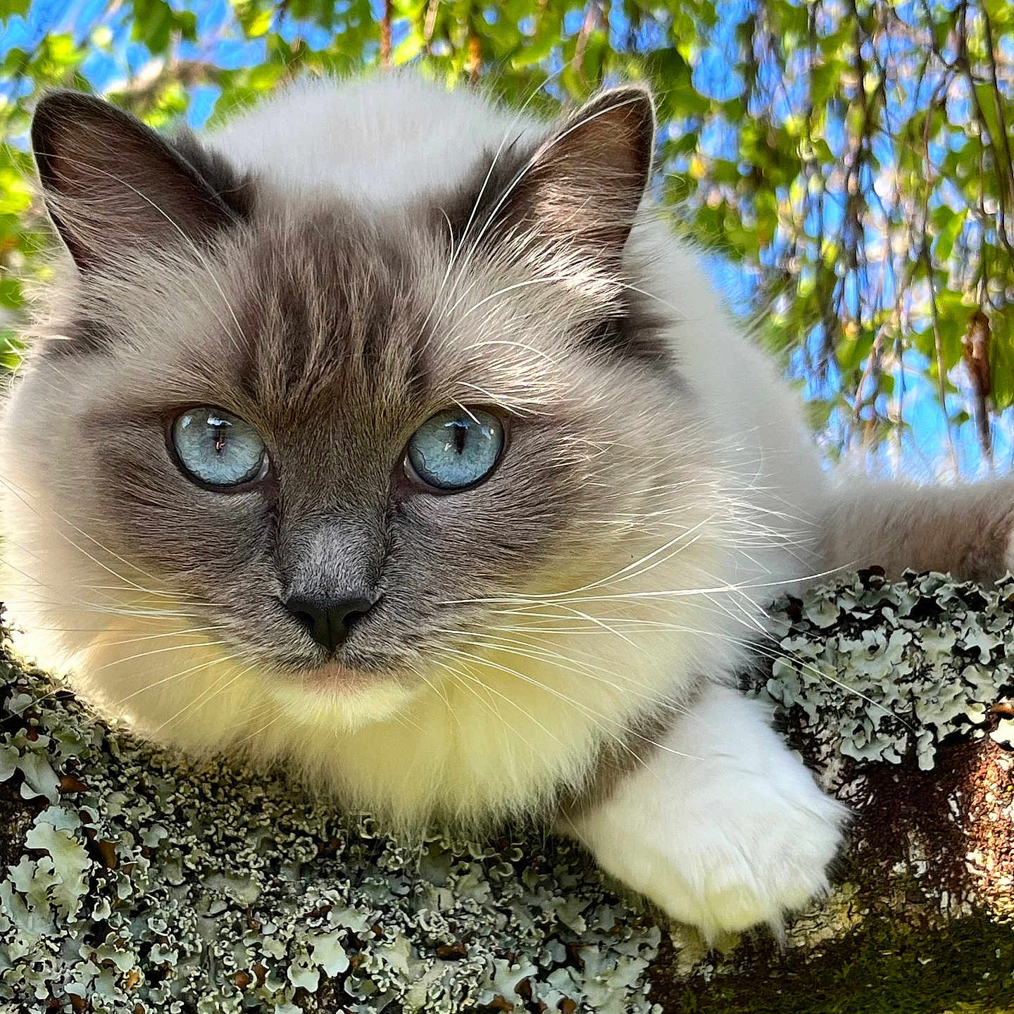 Sissi a rejoint le concours — aidez-le/la à gagner de superbes lots ! abyssinian, angora, animal, cat, flower, head, ivy, kitten, leaf, manx, person, pet, plant, siamese, tree, treetrunk, wood