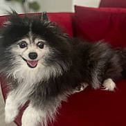 Bella is registered to the contest to win money with this photo: animal, black_and_white, companion, couch, cute, dog, domestic, fluffy, fur, furniture, happy, houseplant, indoor, living_room, pet, portrait, red_couch, relaxing, smiling, tongue_out