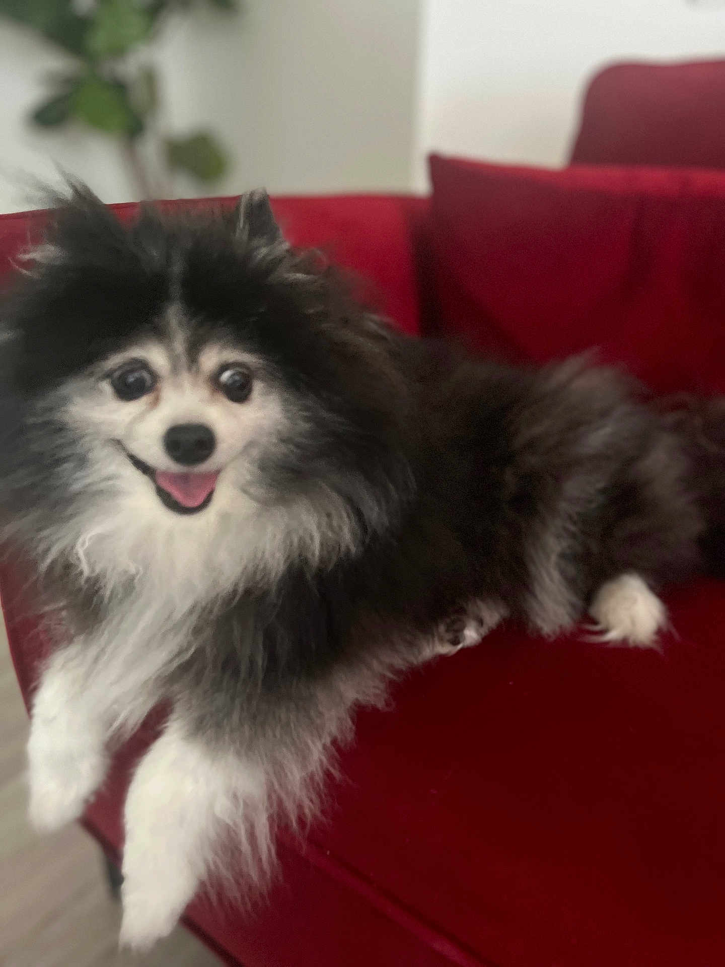 Bella