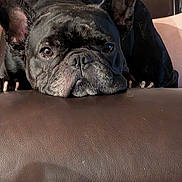 Pepper is registered to the contest to win money with this photo: dog, french_bulldog, resting, brown_couch, close_up, pet, ears, face, animal, leather, indoor, cute, snout, nails, fur, expression, looking, relaxed, companion, domestic