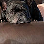 dog, french_bulldog, resting, brown_couch, close_up, pet, ears, face, animal, leather, indoor, cute, snout, nails, fur, expression, looking, relaxed, companion, domestic