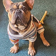 Yoda is registered to the contest to win money with this photo: dog, french_bulldog, pet, indoor, carpet, striped_shirt, chew_bone, cute, attentive, brown, small_dog, fur, collar, sitting, looking_up, animal, companion, playful, domestic, mammal