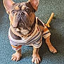 dog, french_bulldog, pet, indoor, carpet, striped_shirt, chew_bone, cute, attentive, brown, small_dog, fur, collar, sitting, looking_up, animal, companion, playful, domestic, mammal