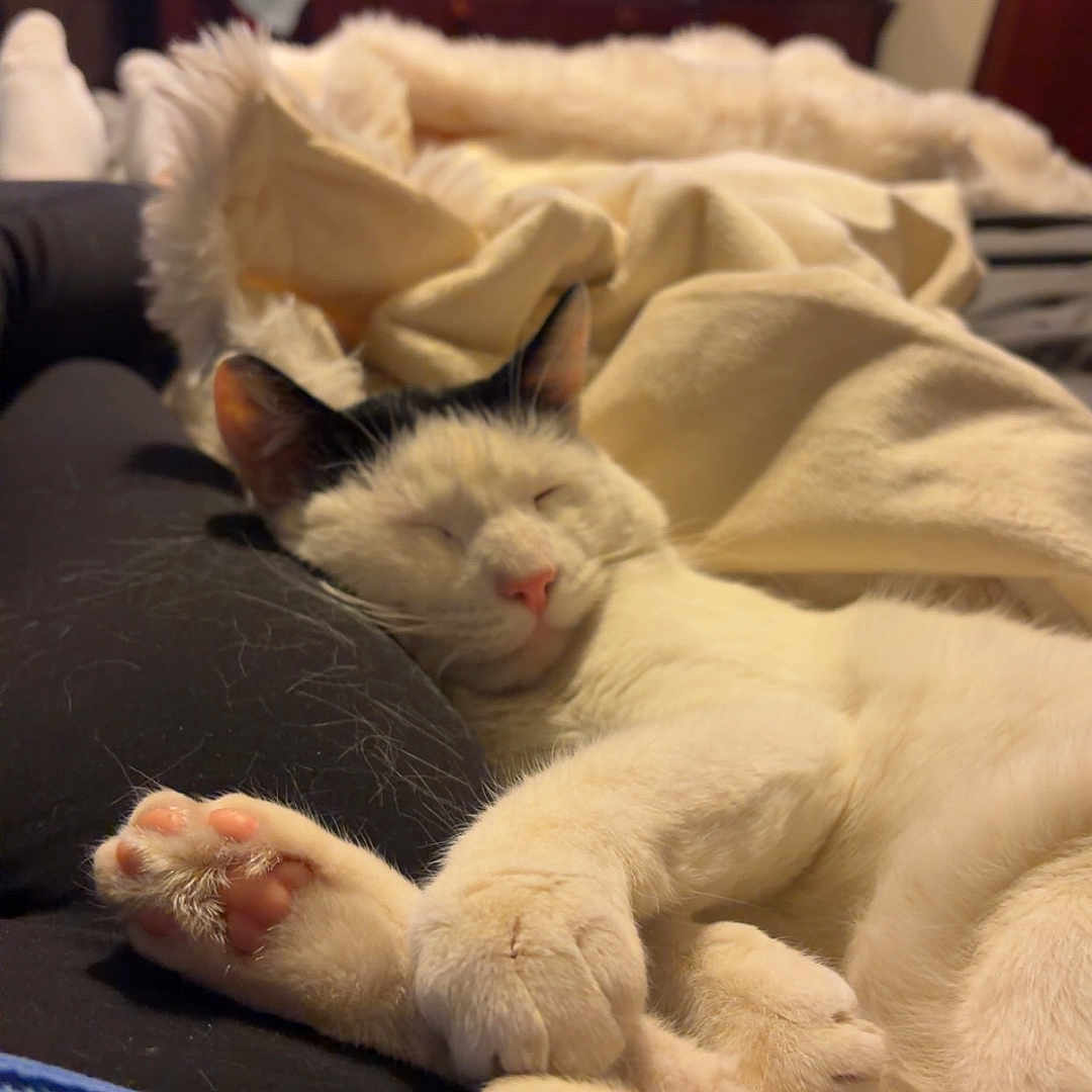 Ozzy joined the competition — help win amazing prizes! cat, sleeping, cozy, blanket, indoor, pet, relaxed, fur, paw, home, furniture, dresser, clothing, resting, comfort, cute, animal, pink_nose, white_fur, black_ears