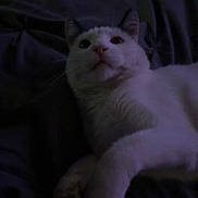 Ozzy joined the competition — help win amazing prizes! cat, white_cat, pet, animal, lying_down, dark_background, bed, sheet, ears, whiskers, feline, looking_up, indoor, cute, fur, paw, resting, relaxed, night, shadow