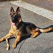 Aïko participe au concours pour gagner de l'argent avec cette photo : dog, german_shepherd, leash, stick, outdoor, sunlight, asphalt, animal, pet, tongue_out, resting, canine, guarding, ears_up, daytime, shadow, fur, muzzle, alert, collar