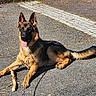 dog, german_shepherd, leash, stick, outdoor, sunlight, asphalt, animal, pet, tongue_out, resting, canine, guarding, ears_up, daytime, shadow, fur, muzzle, alert, collar
