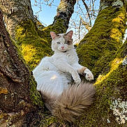 Sushi a rejoint le concours — aidez-le/la à gagner de superbes lots ! cat, fluffy, tree, moss, nature, outdoor, animal, pet, fur, wildlife, branch, relaxed, sky, sunlight, closeup, majestic, whiskers, ears, tail, calm