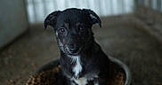 Opale a rejoint le concours — aidez-le/la à gagner de superbes lots ! dog, dog_breed, dog_breed_group, dog_like_mammal, puppy, rare_breed_dog, snout, street_dog, vulnerable_native_breeds, whiskers