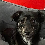 Opale a rejoint le concours — aidez-le/la à gagner de superbes lots ! australian_shepherd, border_collie, canidae, carnivore, companion_dog, dog, dog_breed, mammal, puppy, rare_breed_dog, small_greek_domestic_dog, sporting_group, street_dog, vertebrate