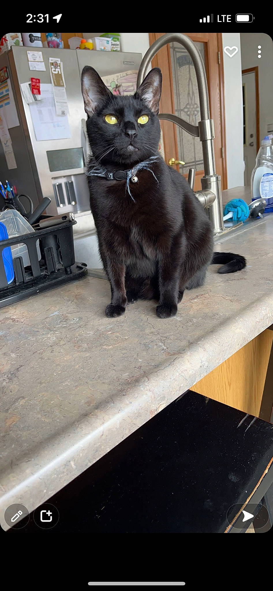 Salem joined the competition — help win amazing prizes! black_cat, bombay, bottle, canidae, cat, claw, collar, domestic_short_haired_cat, felidae, flooring, fur, mammal, paw, room, small_to_medium_sized_cats, snout, tail, terrestrial_animal, water_bottle, whiskers