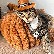 Mia joined the competition — help win amazing prizes! animal, brown, cat, cowboy_hat, cute, domestic_animal, feline, floor, fur, green_eyes, hat, indoor, pet, plush_cushion, relaxed, resting, tabby_cat, whiskers, white_paw, wood_floor