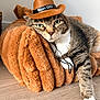animal, brown, cat, cowboy_hat, cute, domestic_animal, feline, floor, fur, green_eyes, hat, indoor, pet, plush_cushion, relaxed, resting, tabby_cat, whiskers, white_paw, wood_floor