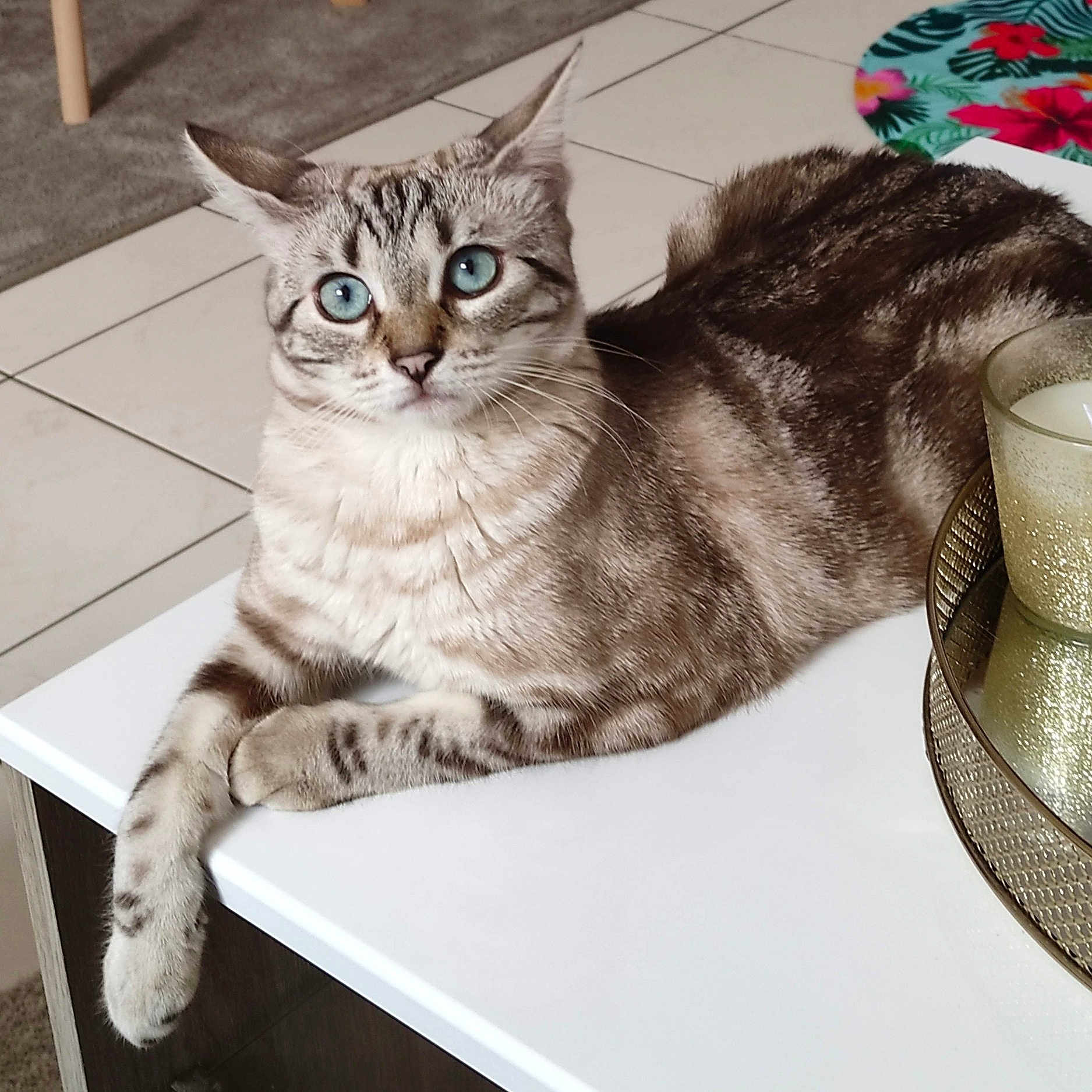 Rubis a rejoint le concours — aidez-le/la à gagner de superbes lots ! abyssinian, angora, animal, art, cat, chair, cup, desk, egyptiancat, furniture, hardwood, kitten, manx, pet, plywood, porcelain, pottery, siamese, table, wood