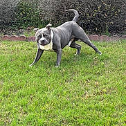 Blue joined the competition — help win amazing prizes! dog, grass, lawn, bushes, outdoor, pet, canine, playful, stretching, nature, greenery, animal, yard, stone_wall, fur, mammal, domestic_animal, alert, four_legs, ears