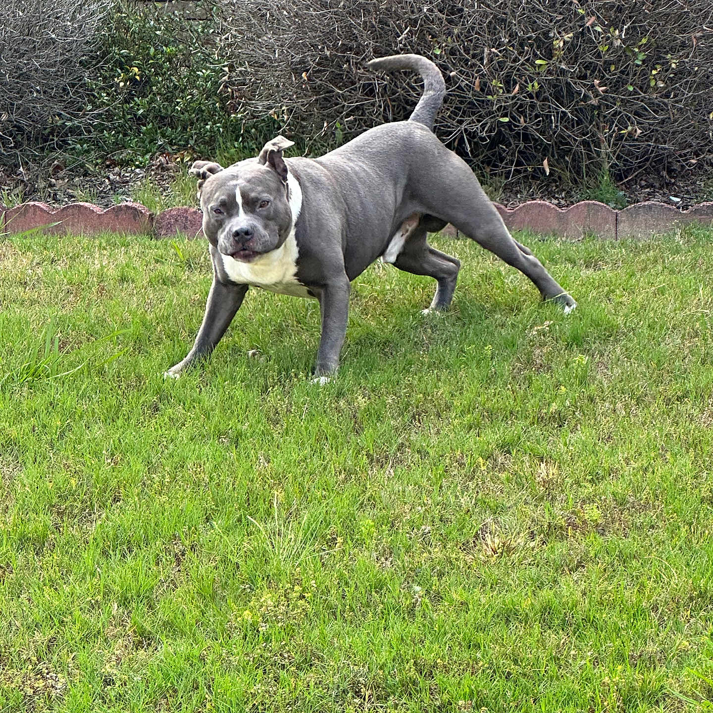Blue joined the competition — help win amazing prizes! dog, grass, lawn, bushes, outdoor, pet, canine, playful, stretching, nature, greenery, animal, yard, stone_wall, fur, mammal, domestic_animal, alert, four_legs, ears
