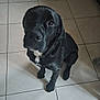 dog, black_dog, pet, animal, indoors, tile_floor, looking_up, sitting, cute, companion, fur, mammal, canine, domestic_animal, white_patch, floor, home, waiting, loyal, friendly