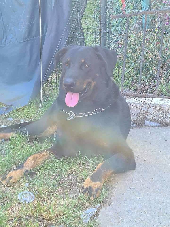 Malko participe au concours pour gagner de l'argent avec cette photo : blue_lacy, canidae, carnivore, collar, companion_dog, dog, dog_breed, dog_collar, guard_dog, gun_dog, hunting_dog, liver, mammal, mesh, pet_supply, snout, sporting_group, wire_fencing, working_animal, working_dog