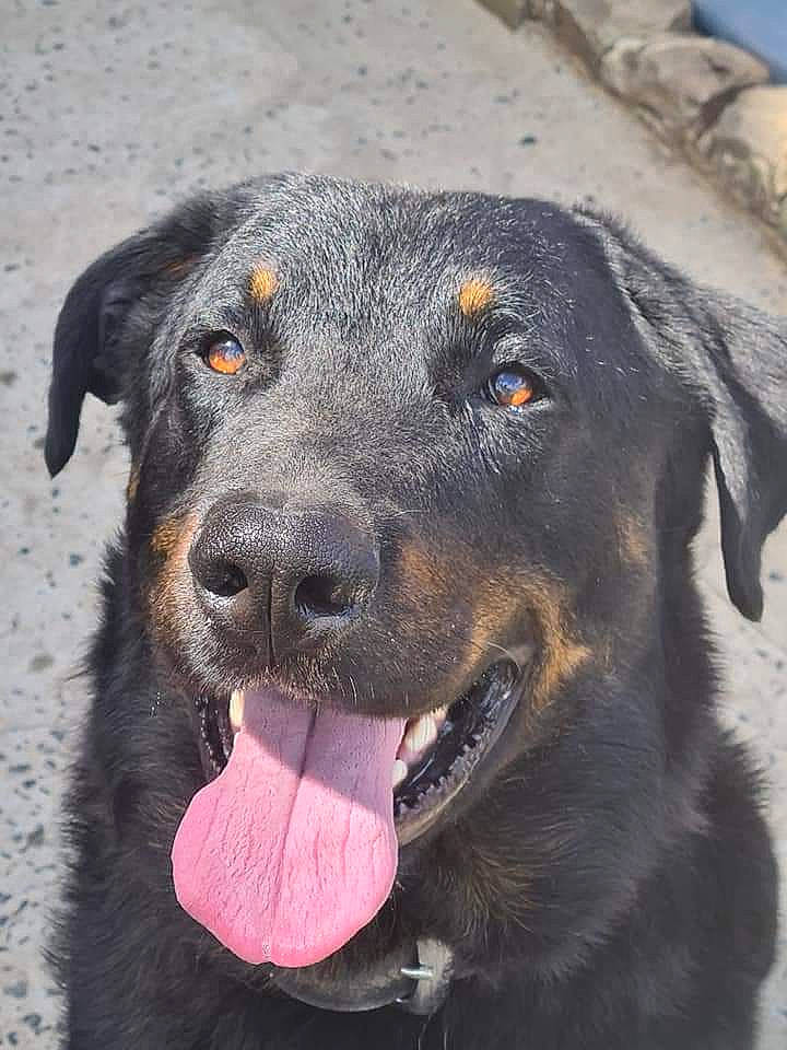 Malko participe au concours pour gagner de l'argent avec cette photo : canidae, carnivore, companion_dog, dog, dog_breed, fur, grey, hunting_dog, iris, jaw, mammal, organ, pet_supply, snout, sporting_group, tongue, tooth, vertebrate, whiskers, working_animal