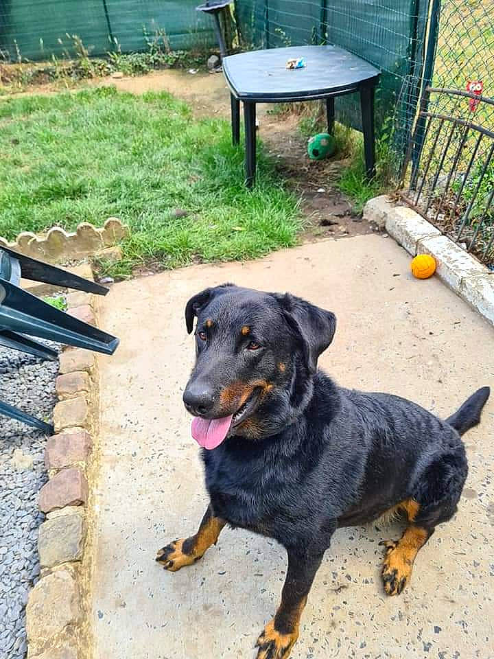 Malko a rejoint le concours — aidez-le/la à gagner de superbes lots ! backyard, canidae, carnivore, collar, companion_dog, dog, dog_breed, guard_dog, hunting_dog, mammal, outdoor_furniture, outdoor_table, paw, pet_supply, snout, sporting_group, tail, vertebrate, working_animal, yard