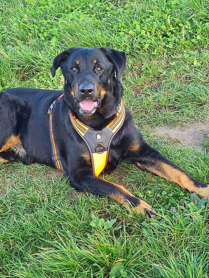 Malko participe au concours pour gagner de l'argent avec cette photo : beauceron, canidae, carnivore, collar, companion_dog, dog, dog_breed, grass, grass_family, guard_dog, huntaway, hunting_dog, mammal, rottweiler, smaland_hound, snout, sporting_group, tail, vertebrate, working_animal