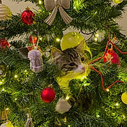 Rocky is registered to the contest to win money with this photo: cat, christmas_tree, ornaments, lights, holiday, decorations, pine_needles, red_baubles, white_baubles, yellow_lights, knitted_ornament, ribbon_bow, star_ornament, guitar_ornament, festive, pet, curious, indoor, celebration, holiday_spirit