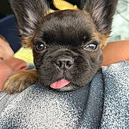 Pibble joined the competition — help win amazing prizes! puppy, french_bulldog, dog, close_up, tongue_out, pet, cute, animal, face, ears, fur, person, shoulder, casual, indoors, resting, young, friendly, companion, cuddly