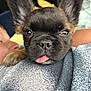 puppy, french_bulldog, dog, close_up, tongue_out, pet, cute, animal, face, ears, fur, person, shoulder, casual, indoors, resting, young, friendly, companion, cuddly