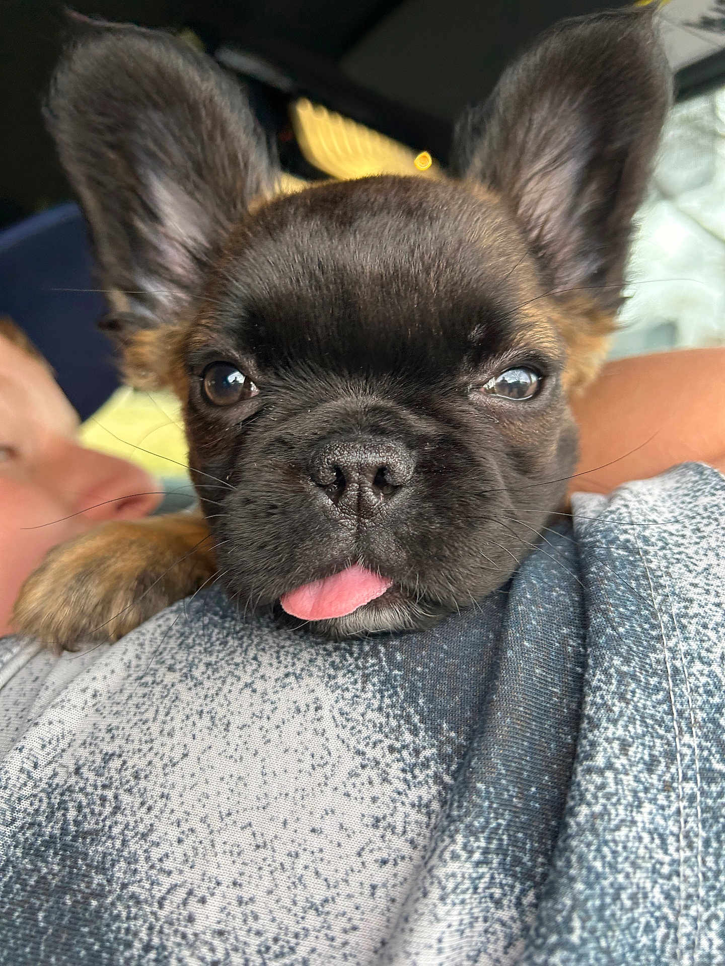 Pibble joined the competition — help win amazing prizes! puppy, french_bulldog, dog, close_up, tongue_out, pet, cute, animal, face, ears, fur, person, shoulder, casual, indoors, resting, young, friendly, companion, cuddly