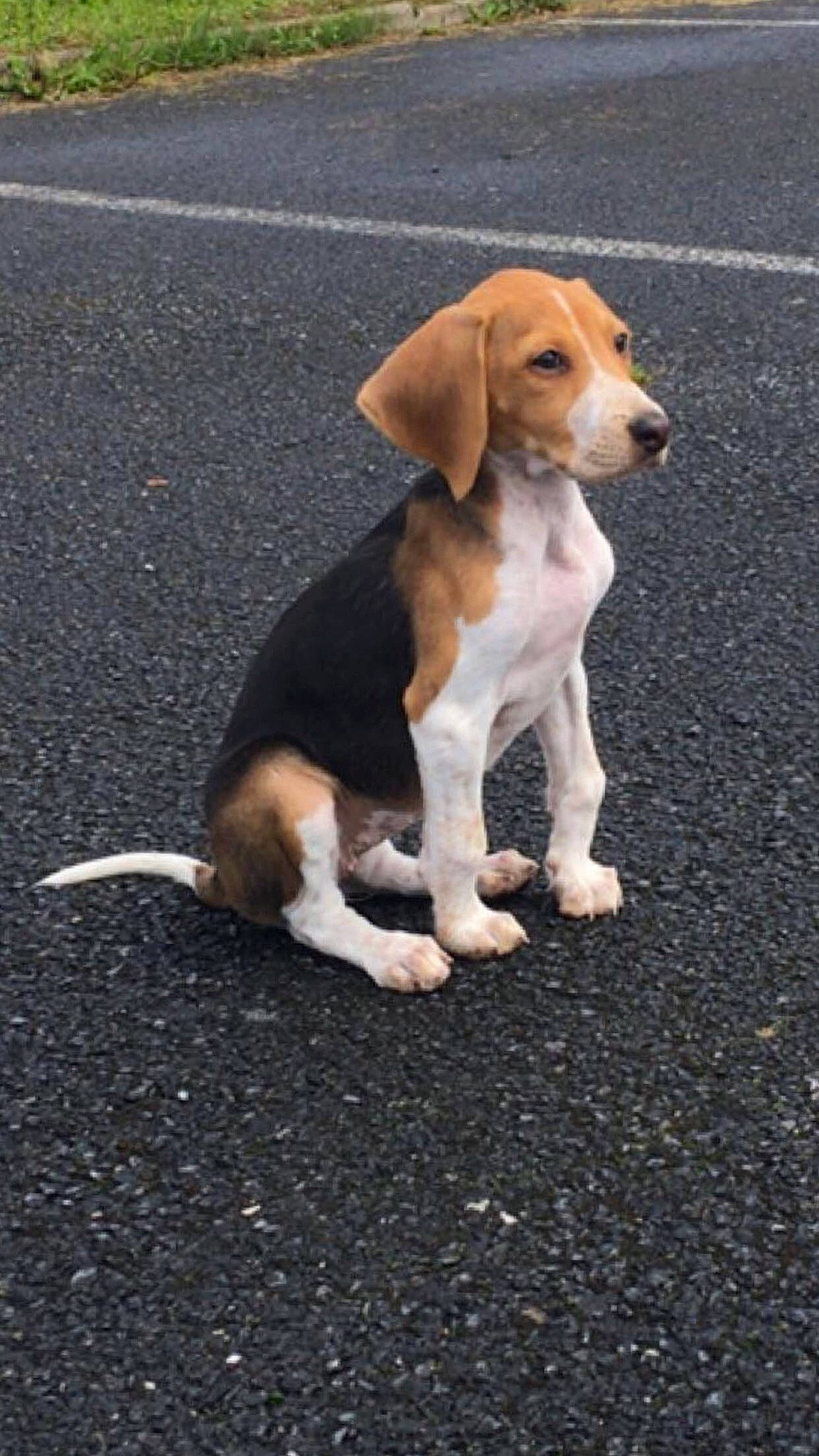 Saya participe au concours pour gagner de l'argent avec cette photo : asphalt, beagle, beagle_harrier, canidae, carnivore, companion_dog, dog, dog_breed, fawn, hound, hunting_dog, road_surface, scent_hound, sporting_group, tail, terrestrial_animal