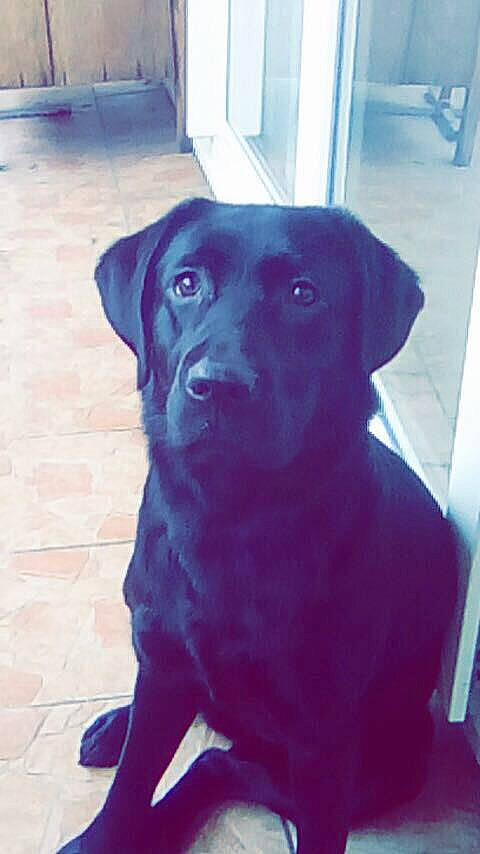 Lana a rejoint le concours — aidez-le/la à gagner de superbes lots ! borador, canidae, carnivore, collar, companion_dog, dog, dog_breed, dog_collar, electric_blue, flooring, fur, gun_dog, liver, metal, retriever, snout, sporting_group, tints_and_shades, whiskers, working_animal