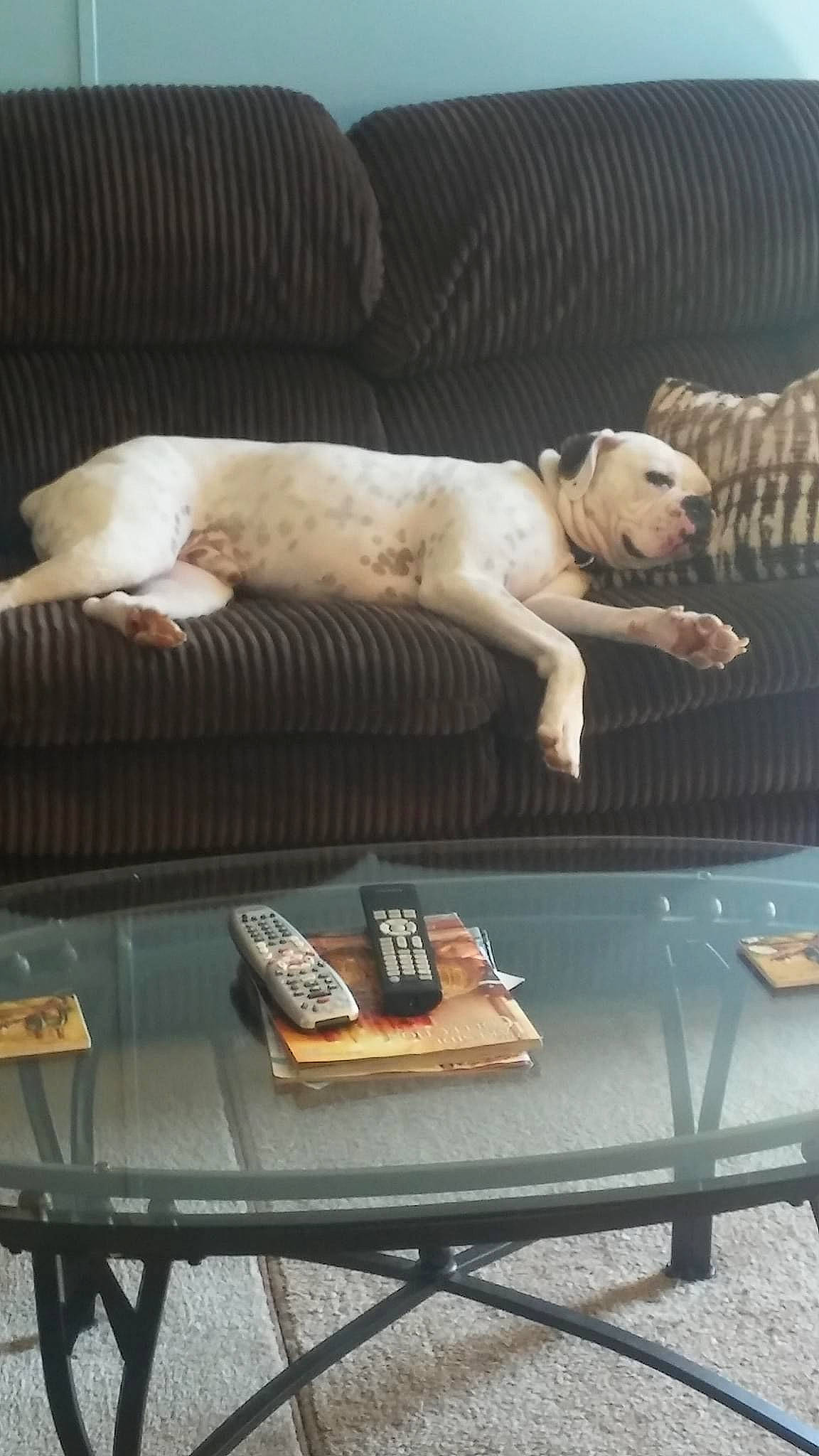 Hannibal is registered to the contest to win money with this photo: art, canidae, carnivore, comfort, companion_dog, couch, dog, dog_breed, fawn, flooring, fur, room, snout, sporting_group, studio_couch, table, tail, terrestrial_animal, wood, working_animal