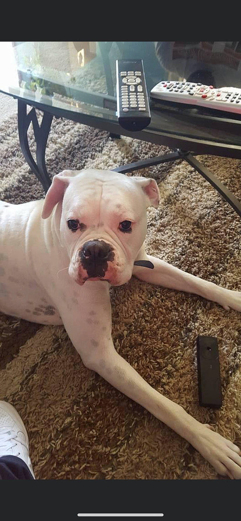 Hannibal joined the competition — help win amazing prizes! bulldog, canidae, carnivore, companion_dog, computer_keyboard, dog, dog_breed, dogo_guatemalteco, fawn, grass, input_device, molosser, non_sporting_group, snout, soil, terrestrial_animal, toy_dog, white_english_bulldog, working_animal, wrinkle