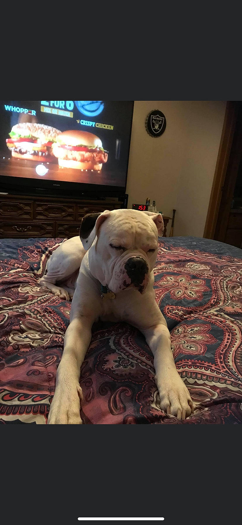 Hannibal is registered to the contest to win money with this photo: bulldog, canidae, carnivore, comfort, companion_dog, display_device, dog, dog_breed, fawn, flooring, fur, led_backlit_lcd_display, linens, snout, sporting_group, television, toy_dog, white_english_bulldog, wood, working_animal