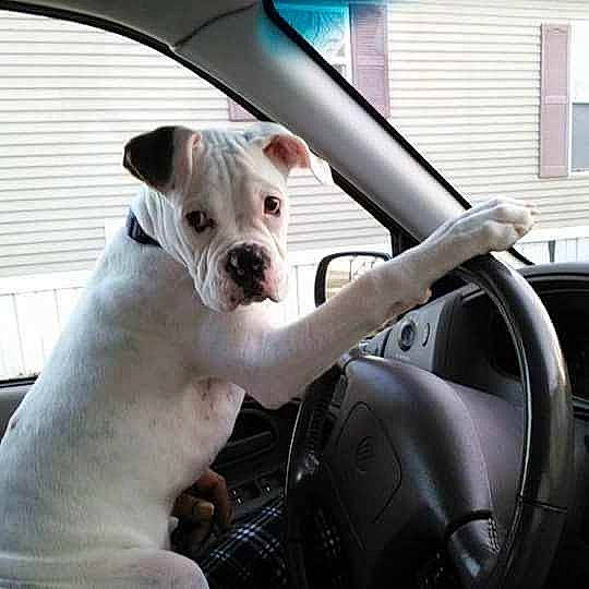 Hannibal is registered to the contest to win money with this photo: auto_part, automotive_design, automotive_exterior, automotive_mirror, bulldog, car, carnivore, companion_dog, dog, dog_breed, fawn, hood, motor_vehicle, rear_view_mirror, steering_wheel, vehicle, vehicle_door, window, windscreen_wiper, windshield