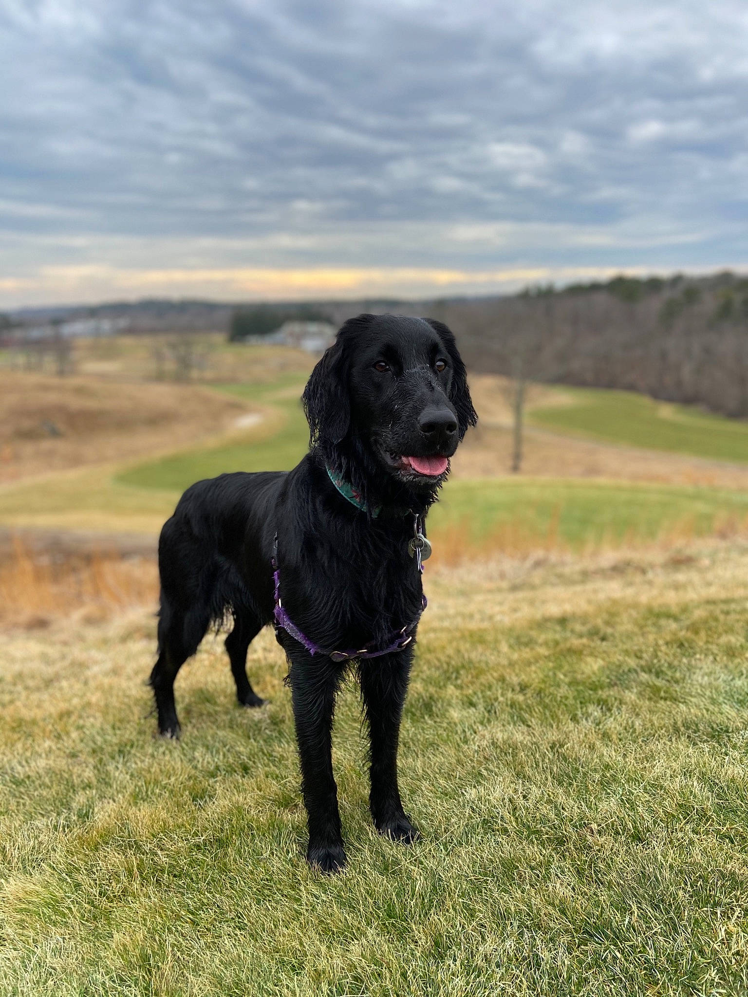 Winnie joined the competition — help win amazing prizes! borador, canidae, carnivore, dog, dog_breed, field_trial, flat_coated_retriever, gun_dog, hunting_dog, labrador_retriever, mammal, patterdale_terrier, pointing_breed, rare_breed_dog, retriever, sporting_group, vertebrate