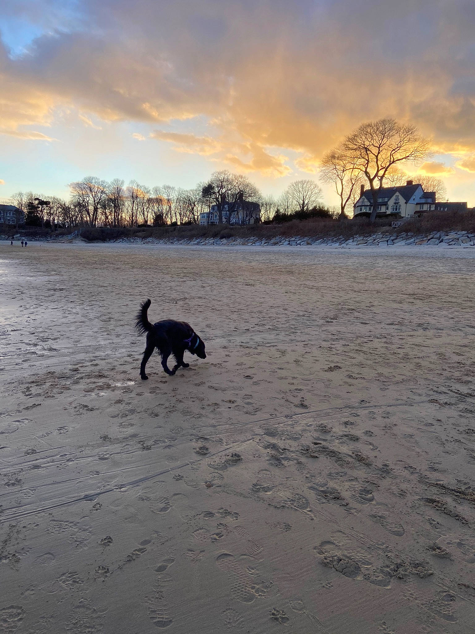 Winnie joined the competition — help win amazing prizes! beach, canidae, carnivore, cloud, dog, dog_breed, dog_walking, evening, horizon, hunting_dog, lurcher, meteorological_phenomenon, ocean, sea, sky, snow, sporting_group, sunset, tree, winter