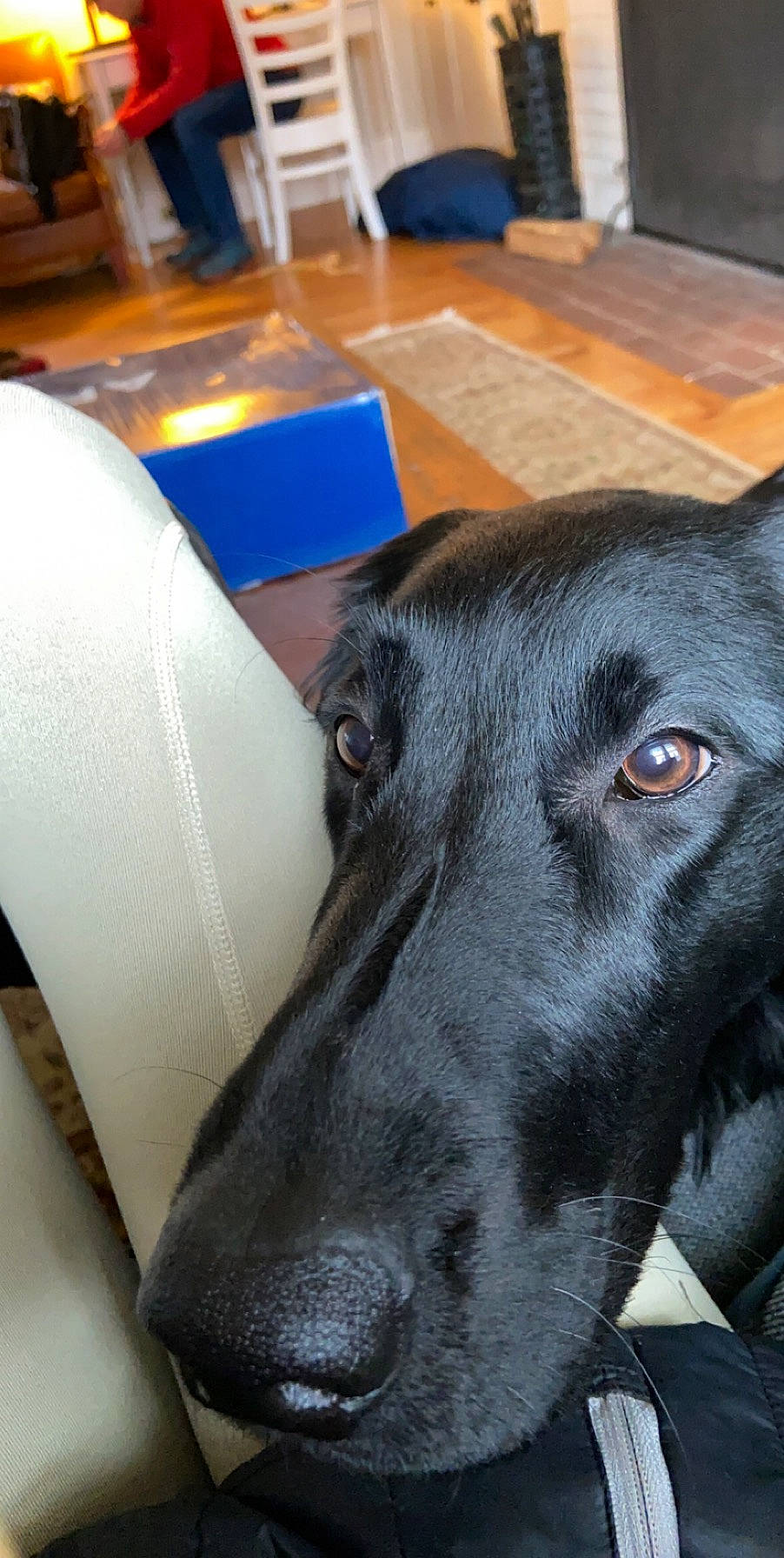 Winnie joined the competition — help win amazing prizes! canidae, carnivore, companion_dog, dog, dog_breed, galgo_espanol, greyhound, hortaya_borzaya, mammal, saluki, sighthound, snout, sporting_group, whippet, whiskers