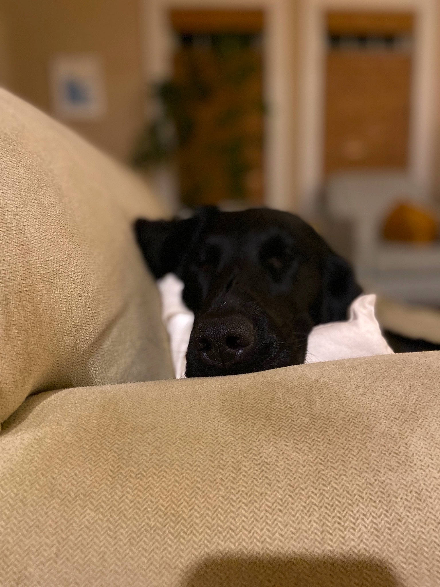 Winnie is registered to the contest to win money with this photo: canidae, carnivore, companion_dog, dog, dog_breed, fawn, furniture, guard_dog, labrador_retriever, non_sporting_group, patterdale_terrier, puppy, retriever, snout, sporting_group