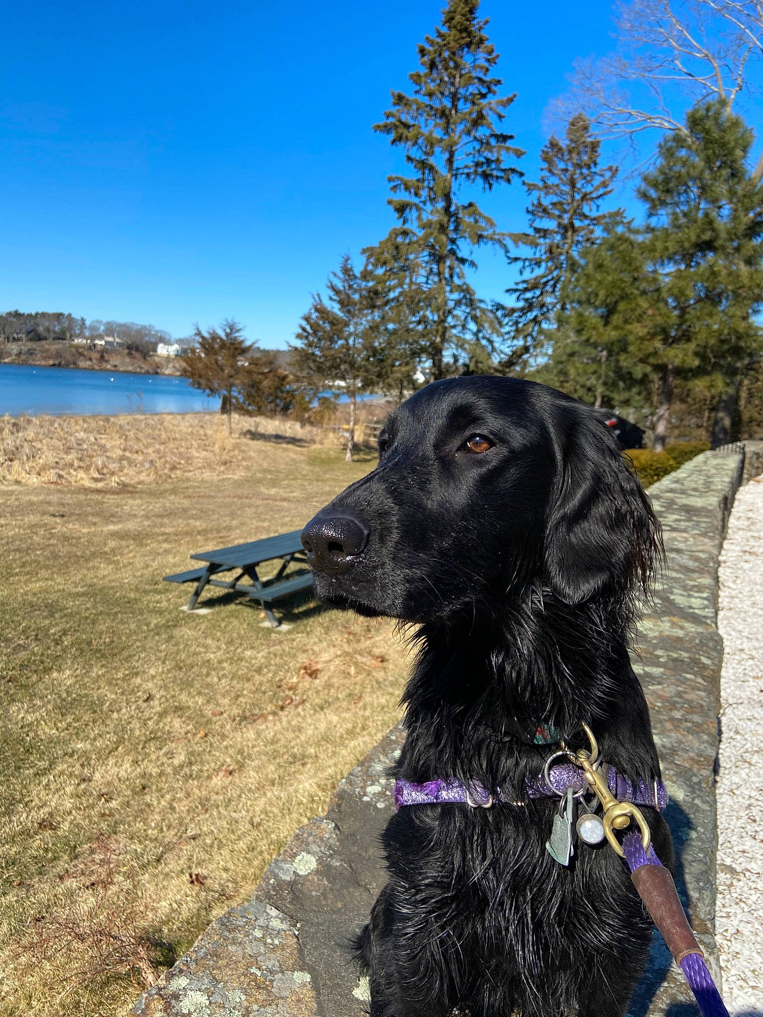 Winnie is registered to the contest to win money with this photo: boykin_spaniel, canidae, carnivore, cocker_spaniel, dog, dog_breed, flat_coated_retriever, german_spaniel, hunting_dog, retriever, russian_spaniel, sporting_group