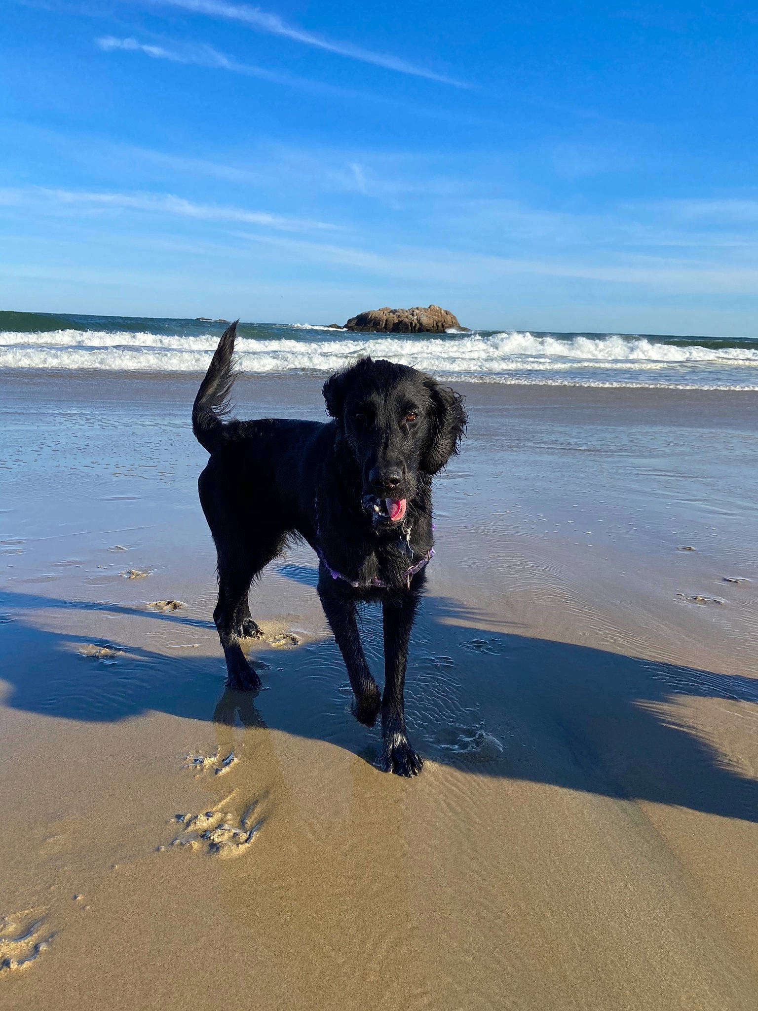 Winnie is registered to the contest to win money with this photo: beach, canidae, carnivore, coast, dog, dog_breed, dog_walking, flat_coated_retriever, hunting_dog, labrador_retriever, ocean, pointing_breed, retriever, sand, sea, shore, sporting_group, vacation