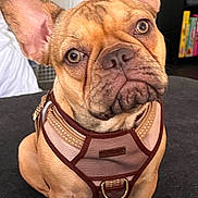 Millie is registered to the contest to win money with this photo: dog, french_bulldog, pet, canine, brown, harness, sitting, ears, face, snout, indoor, fur, animal, cute, companion, looking, attention, portrait, domestic, closeup