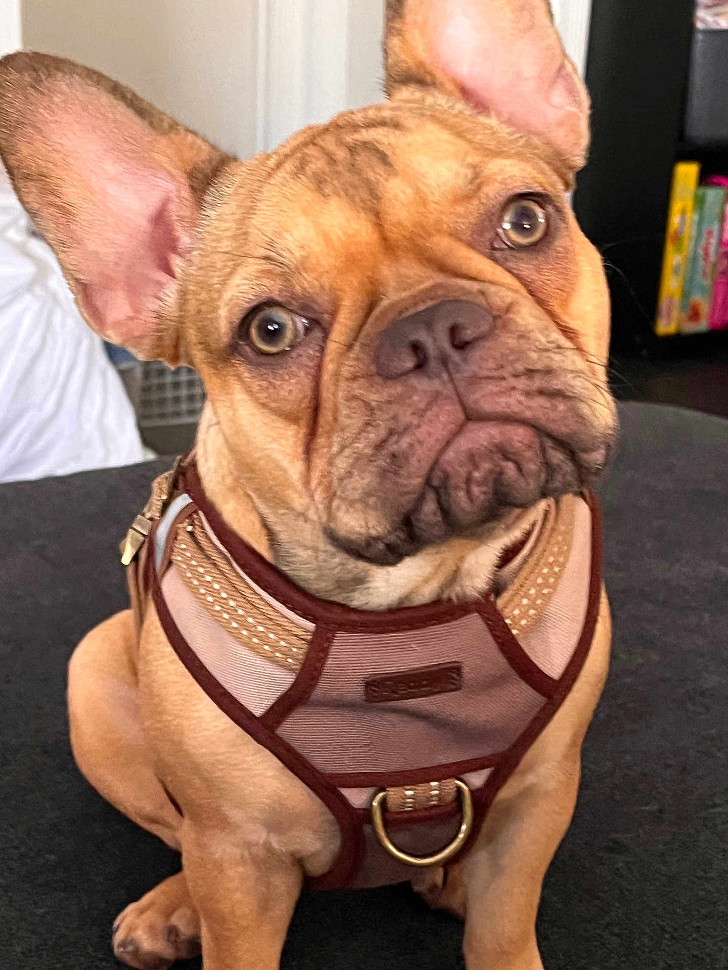 Millie