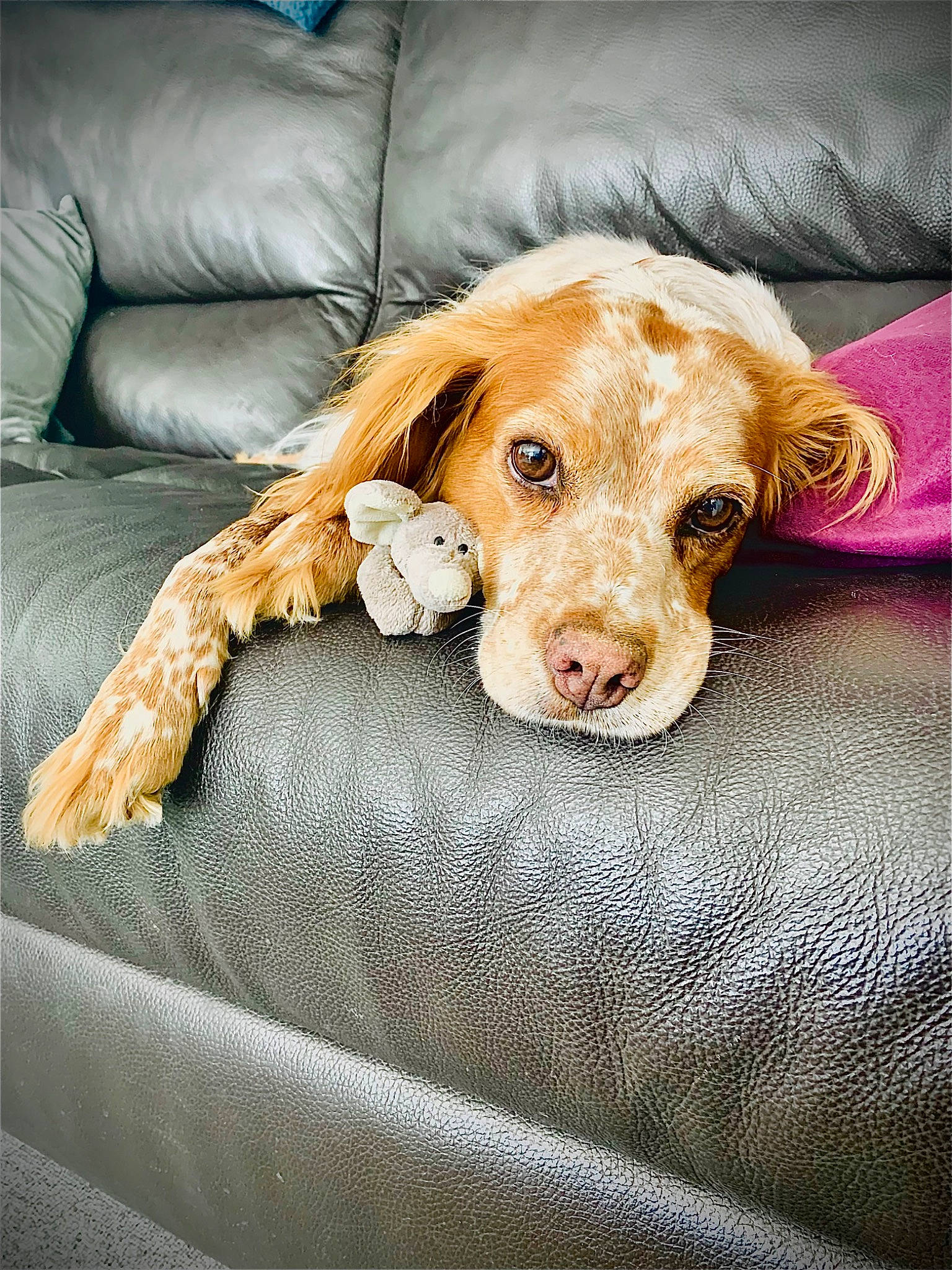 Linda a rejoint le concours — aidez-le/la à gagner de superbes lots ! canidae, carnivore, comfort, companion_dog, couch, dog, dog_breed, dog_supply, fawn, fur, gun_dog, liver, paw, pet_supply, snout, sporting_group, whiskers, wood, working_animal