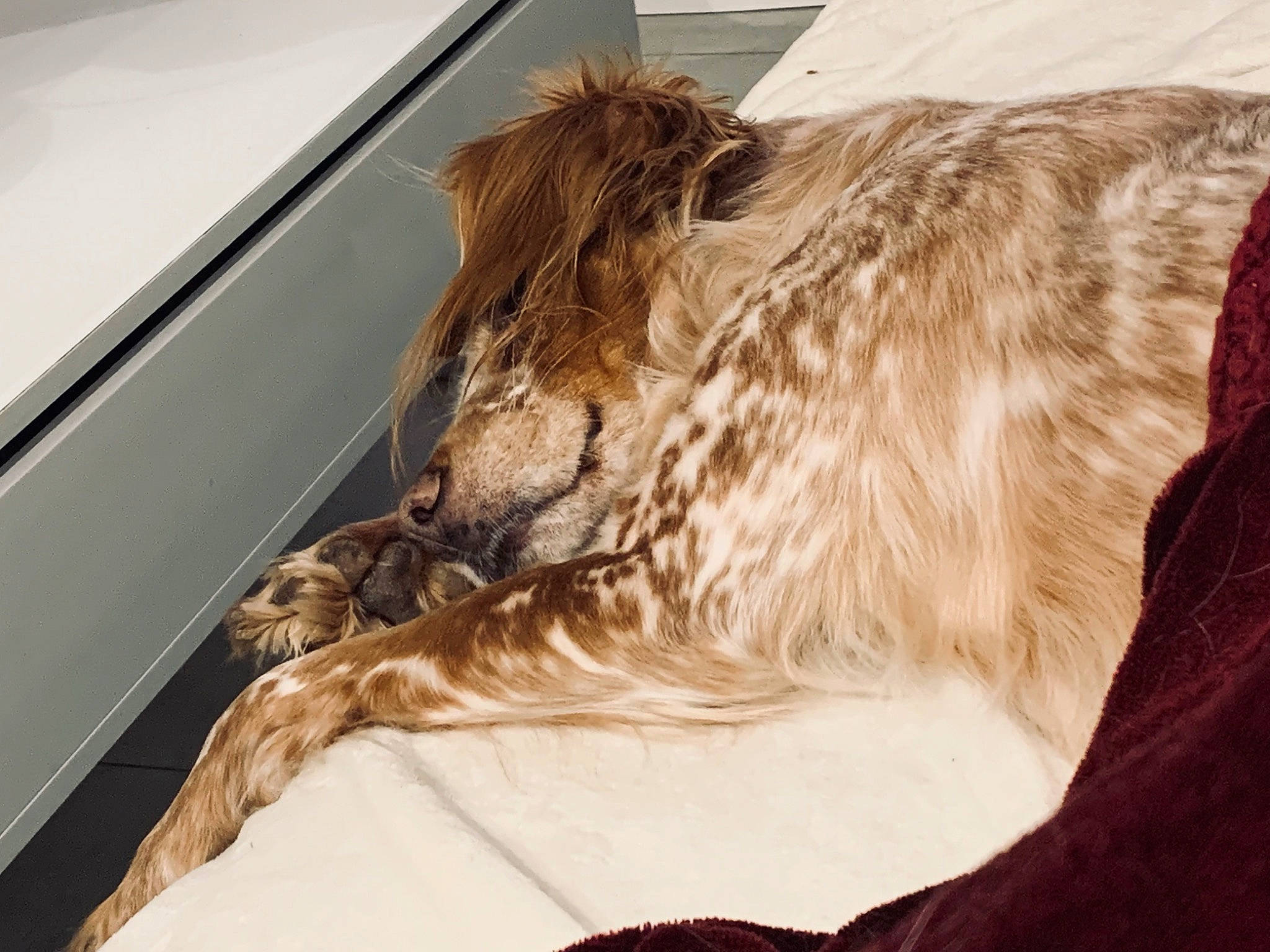 Linda a rejoint le concours — aidez-le/la à gagner de superbes lots ! big_cats, canidae, carnivore, claw, comfort, companion_dog, dog_breed, fawn, feather, felidae, fur, hood, liver, small_to_medium_sized_cats, snout, sporting_group, tail, terrestrial_animal, whiskers, wood