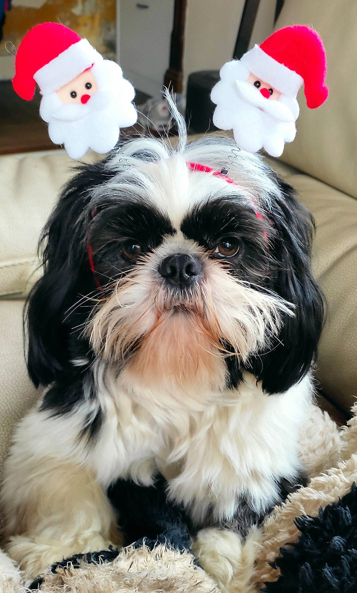 Raymond a rejoint le concours — aidez-le/la à gagner de superbes lots ! canidae, carmine, carnivore, comfort, companion_dog, dog, dog_breed, dog_supply, fur, liver, mammal, pattern, shih_tzu, snout, sporting_group, stuffed_toy, terrestrial_animal, toy_dog, vertebrate, working_animal