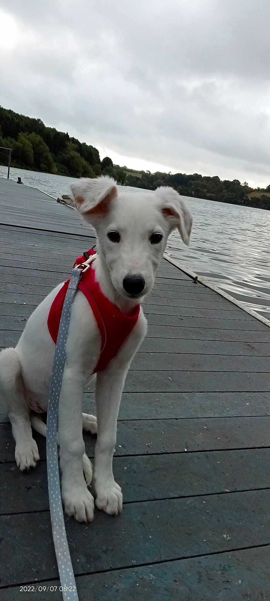 Iris