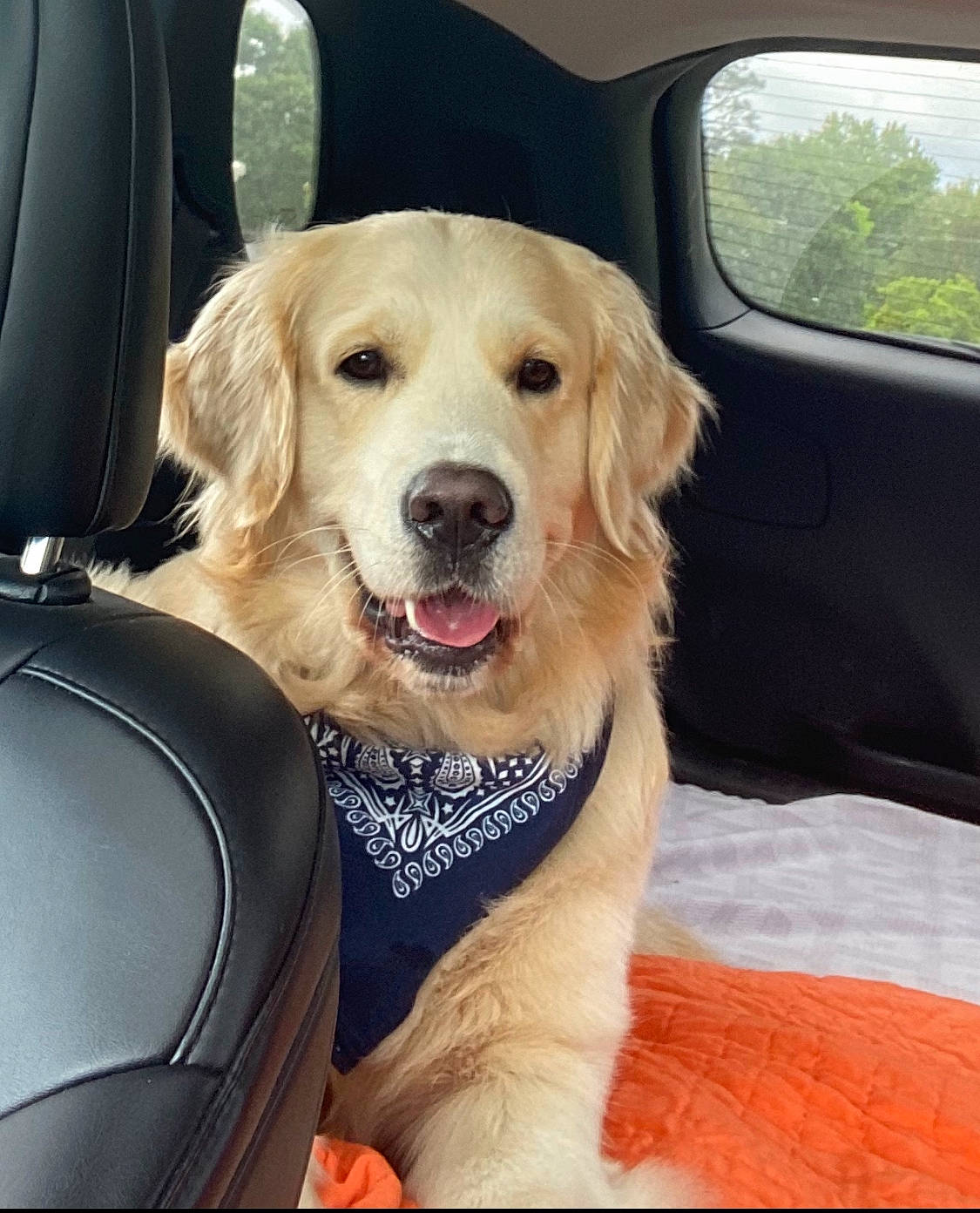 Hank joined the competition — help win amazing prizes! canidae, car, car_seat, carnivore, companion_dog, dog, dog_breed, fawn, golden_retriever, labrador_retriever, mammal, puppy, retriever, snout, sporting_group, vehicle