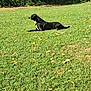 Thaya participe au concours pour gagner de l'argent avec cette photo : dog, black_dog, grass, outdoor, nature, leaf, sunlight, pet, animal, lying_down, field, greenery, daytime, canine, quiet, resting, harness, side_view, peaceful, park