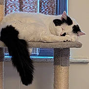 Lucifer is registered to the contest to win money with this photo: cat, sleeping, cat_tree, black_and_white, fluffy, tail, indoor, window, blinds, resting, pet, feline, cozy, quiet, house, animal, fur, cute, relaxed, domestic